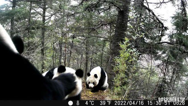 会产生生殖隔离吗?野生和圈养大熊猫难以通婚,时间长了会怎样?
