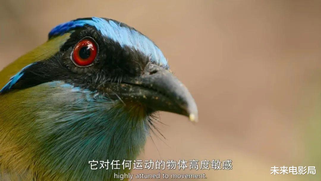 卡梅隆的新作,《阿凡达2》的预热,最新技术展现动物奇观