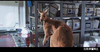 电影|没想到，今年第一个吃螃蟹的，竟然是沈腾！