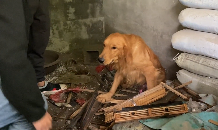 没空喂它，导致金毛吠叫扰民险被送进狗肉馆，狗主：要不，你给我换一只不叫的狗