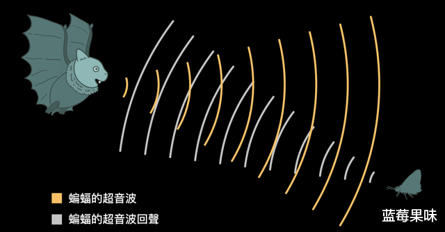 为什么蝙蝠那么“毒”?科学家:可能是为了飞行做出的主动选择