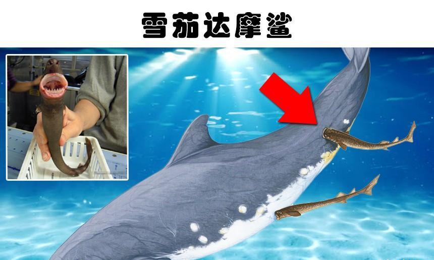水下的发现:在水下被人类发现的6种可怕的事物