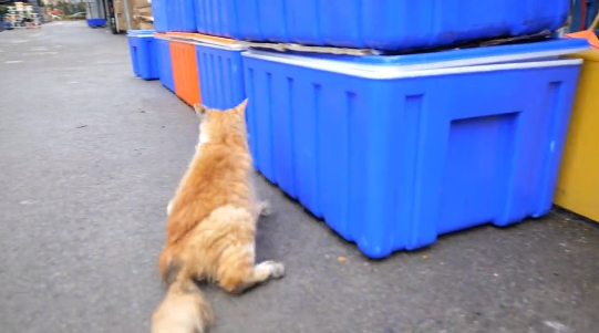 多处骨折，宠物医生都建议安乐的流浪猫，历经痛苦后终于迎来希望