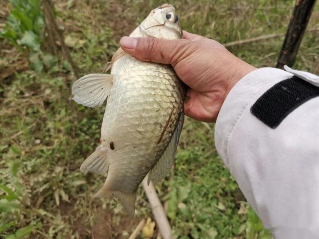 鲫鱼|筏竿串钩挂蚯蚓,冬日里最悠闲的作钓方式,轻松拿捏大板鲫