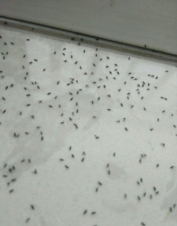 教你如何防止家里进入小飞虫