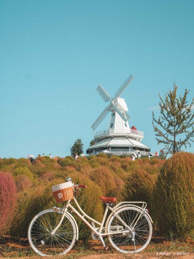 粉色|秋天不一定是金色的！粉黛子、地肤草，打卡不一样的秋天