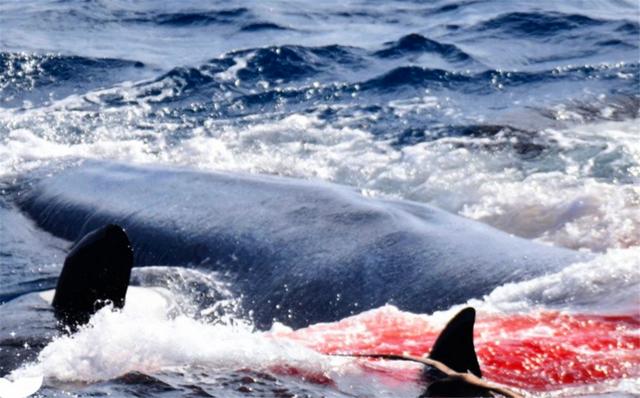 多少头虎鲸能杀死16米蓝鲸?一场几小时的海湾激战,结局不出所料
