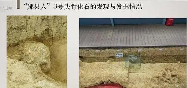 我国发现“郧县人3号”，生活在100万年前，它是中国人的祖先吗？