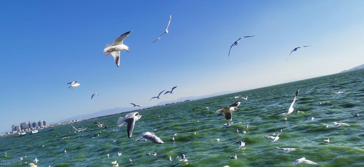 滕州|郭进拴|雨中游滇池