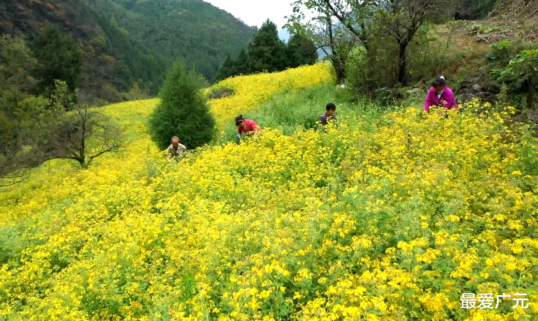 无锡|真漂亮，满满的乡土气息！朝天200余亩野菊花进入盛花期