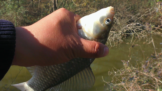鲫鱼|冬季钓鲫鱼,为什么打窝后需要等一等再钓?切记别忽视发窝时间