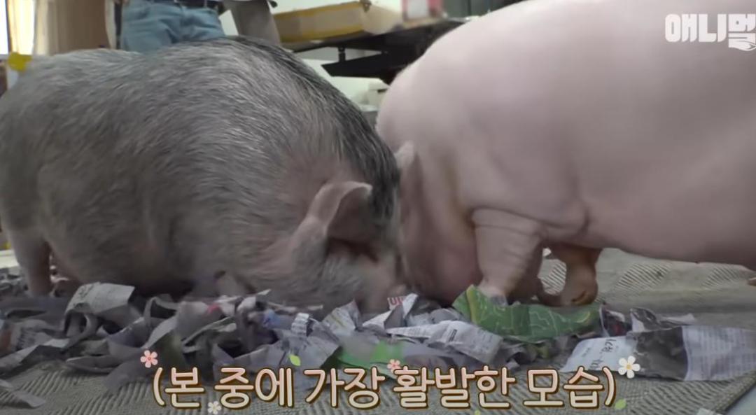 古尔丹 韩国女孩养迷你猪秒变大胖猪，如今带着它们刻苦运动节食减肥