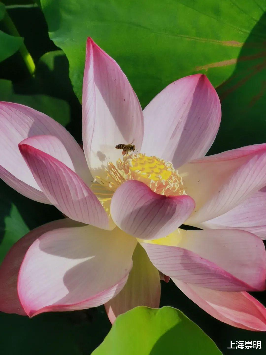 文化节|《沉香如屑》中的四叶菡萏，崇明有很多！