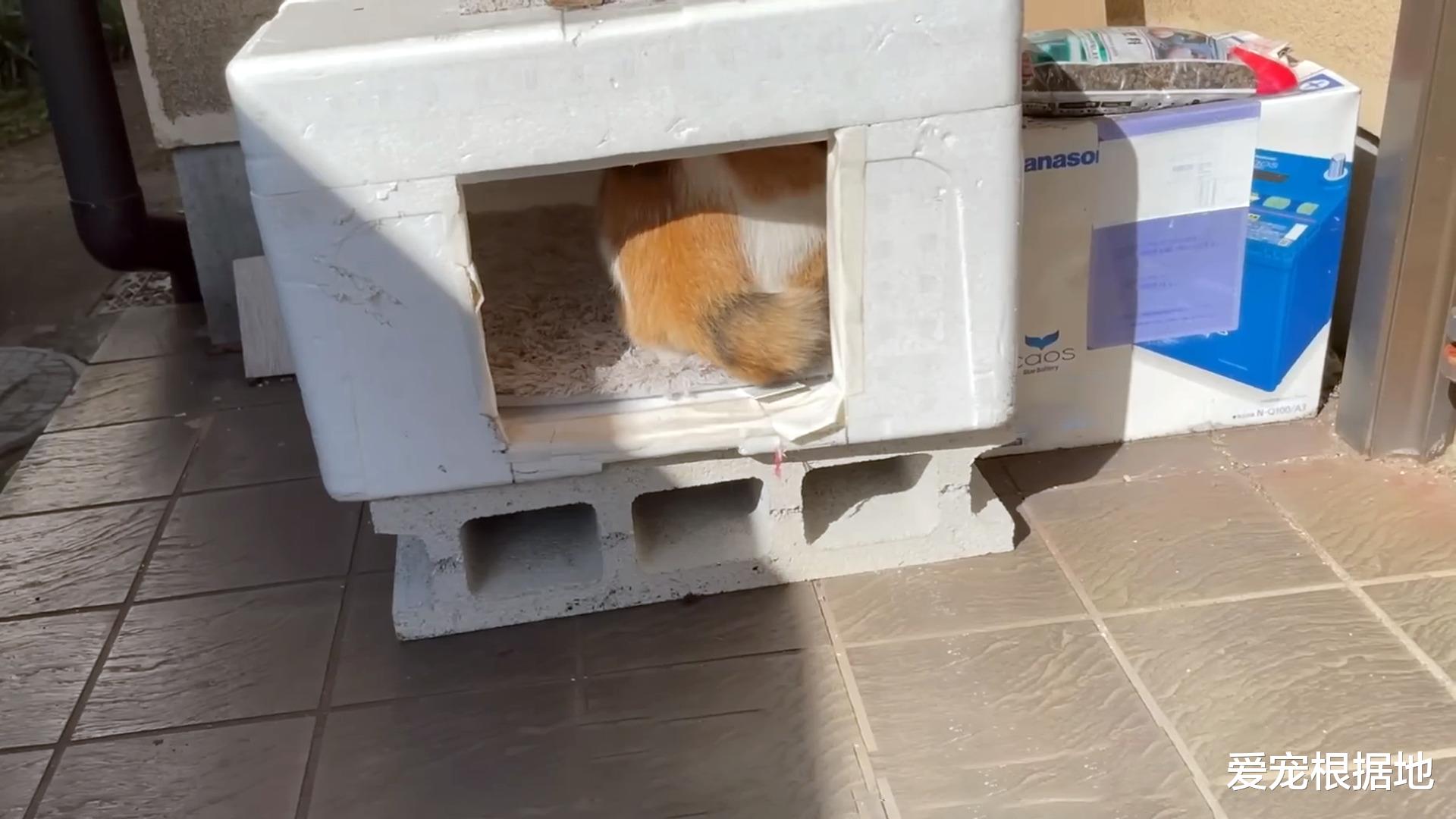 流浪猫如何成为宠物猫？跟踪它们的主人，每天赖在他家门口不离开
