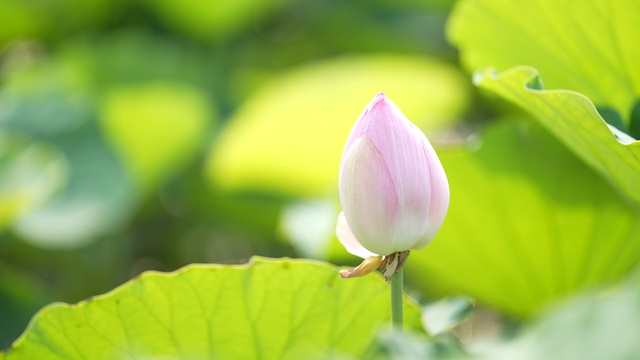 广西|又是一年赏荷季,荷都金湖莲叶田田
