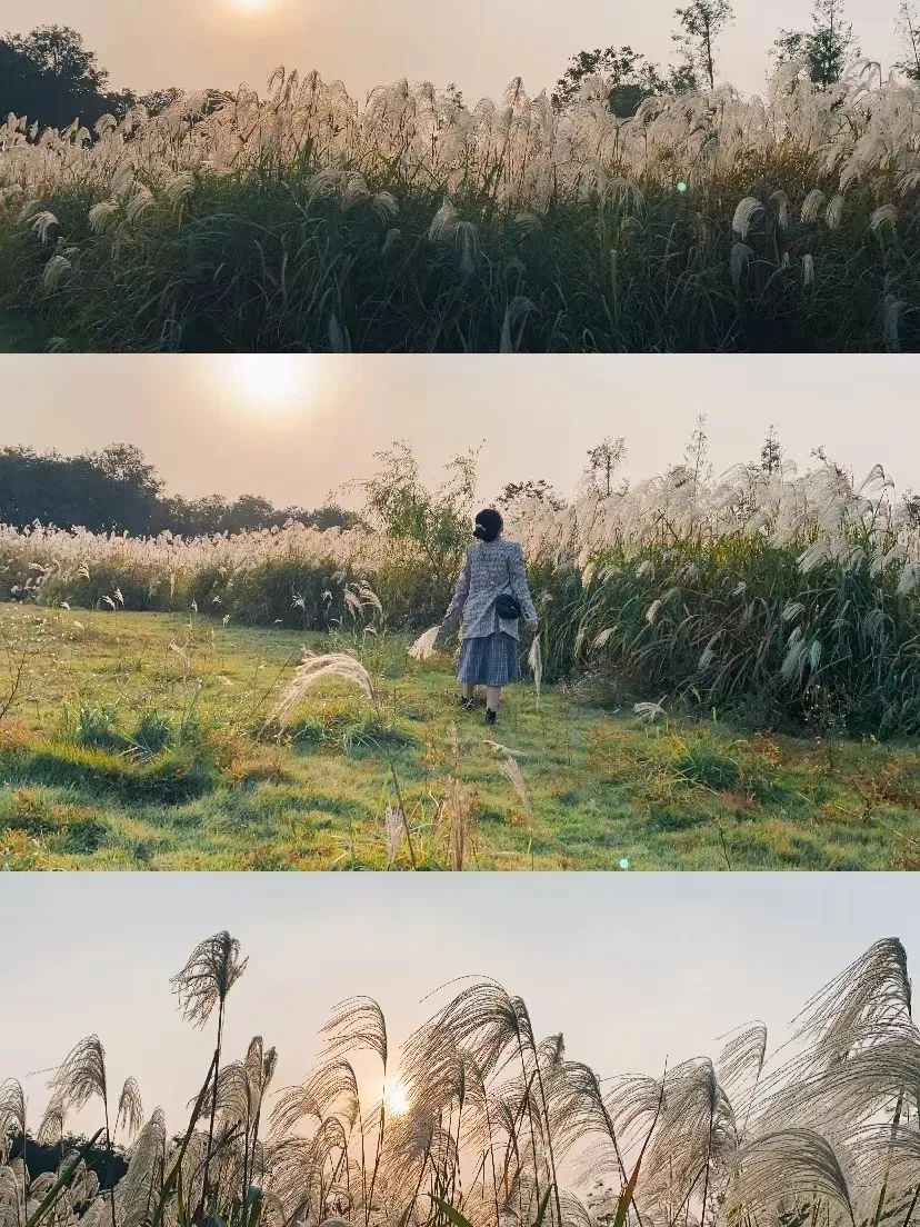 儋州|高铁仅需10min,红叶不输京都,秋冬美食滋补,美到王鹤棣也来打卡