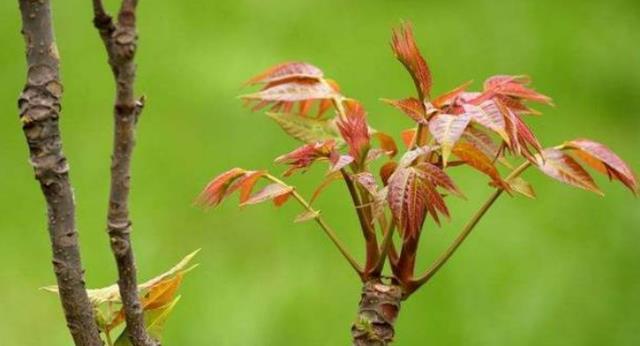 香椿|“百木之王”香椿木,没想到它竟然也可以做文玩!