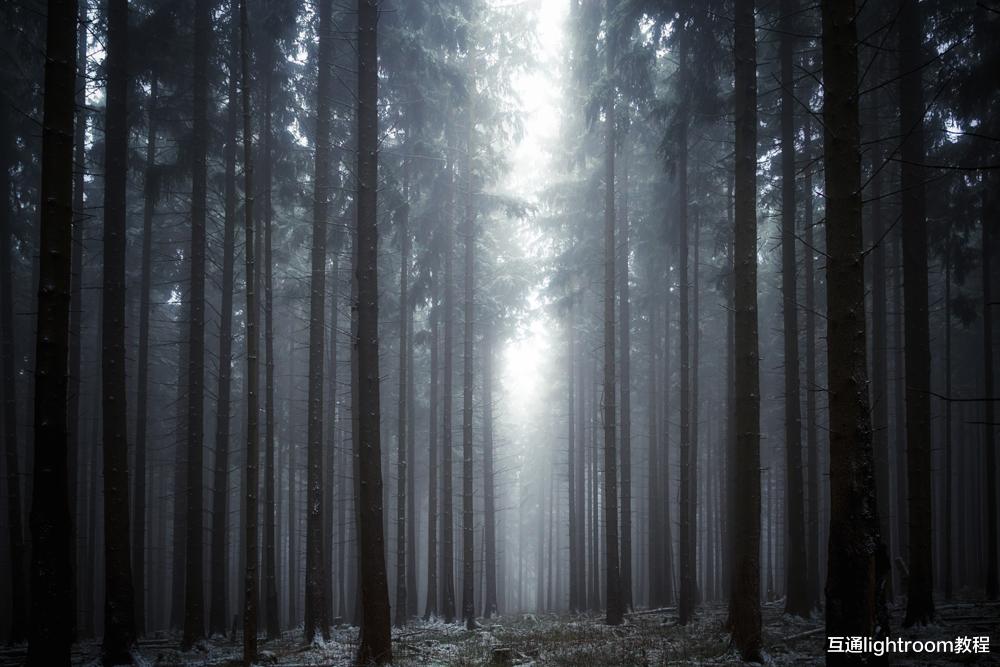 森林里怎么拍出好看的森林照片,这6个方法学起来
