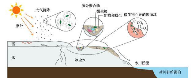 青藏高原冰川中,新发现上千种微生物!如果被释放,会有什么后果