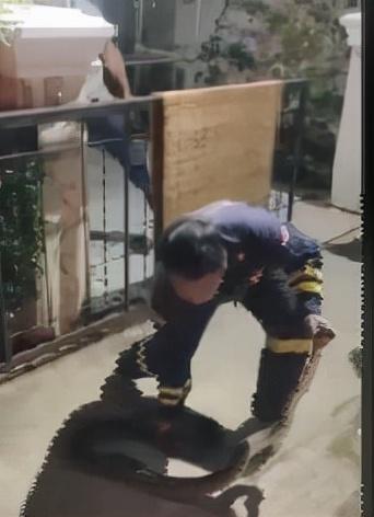 上厕所发现马桶中出现蛇!为什么蛇会从马桶中出现?