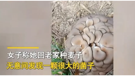 河南商丘,一名女子在麦田里劳作累了坐下来休息,无意间看到地头边上长着一堆蘑菇