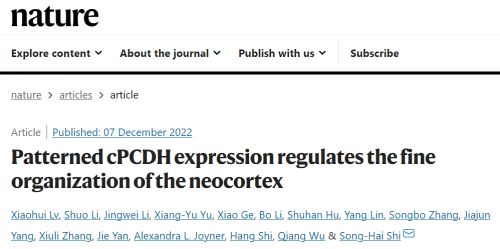 揭示调控大脑新皮层神经元空间精细结构排布和环路组装的新机制