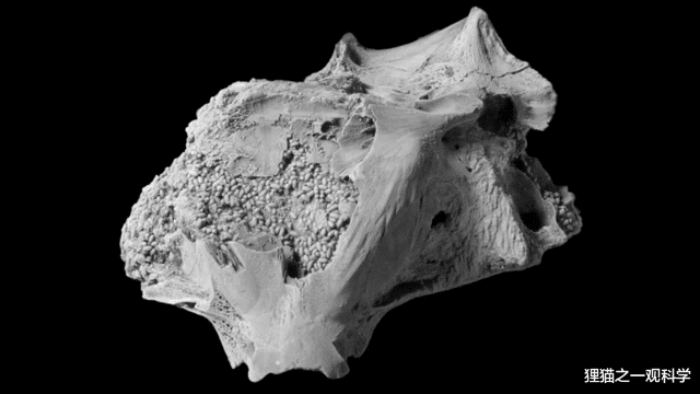 “满脑都是大便！”不是骂人的话了，科学家真在900万年前鱼头骨中，发现数百化石粪便颗粒
