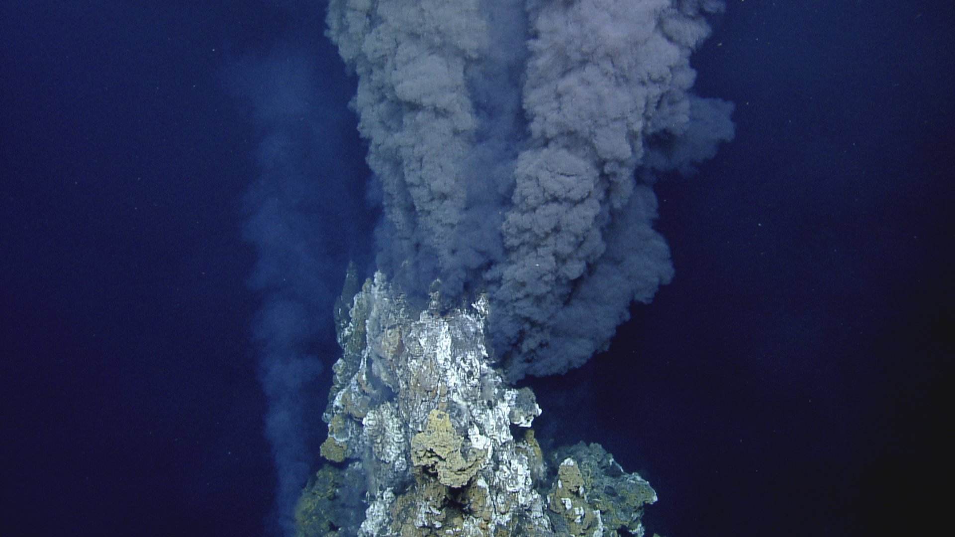 把“火山”当游泳池?地球上最耐热的动物,连科学家都想不明白能