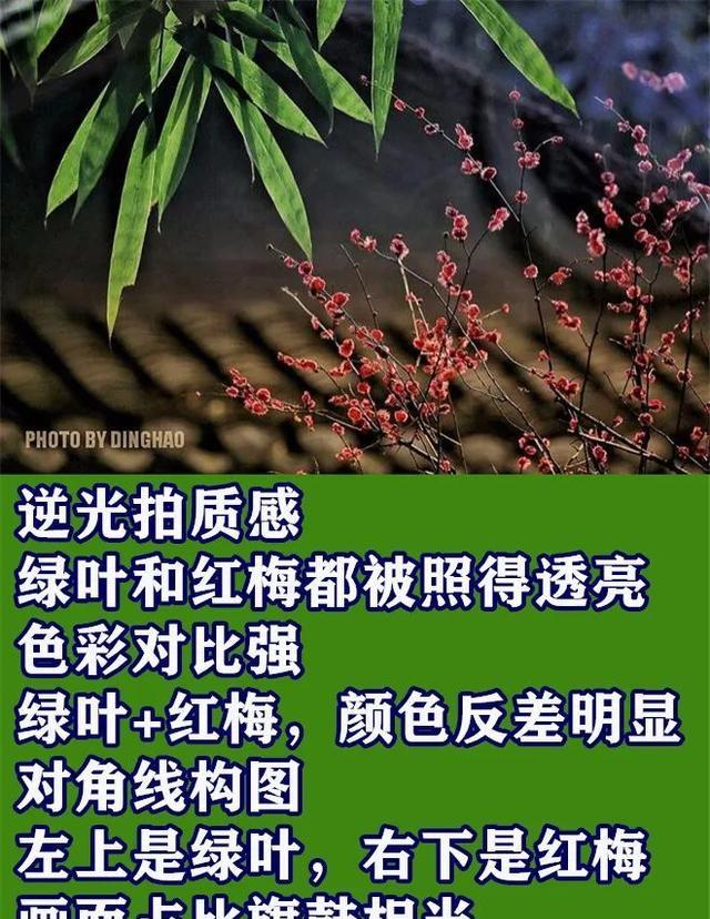 普通花朵拍摄出诗意美,摄影新手学点高级的,让照片更有意境
