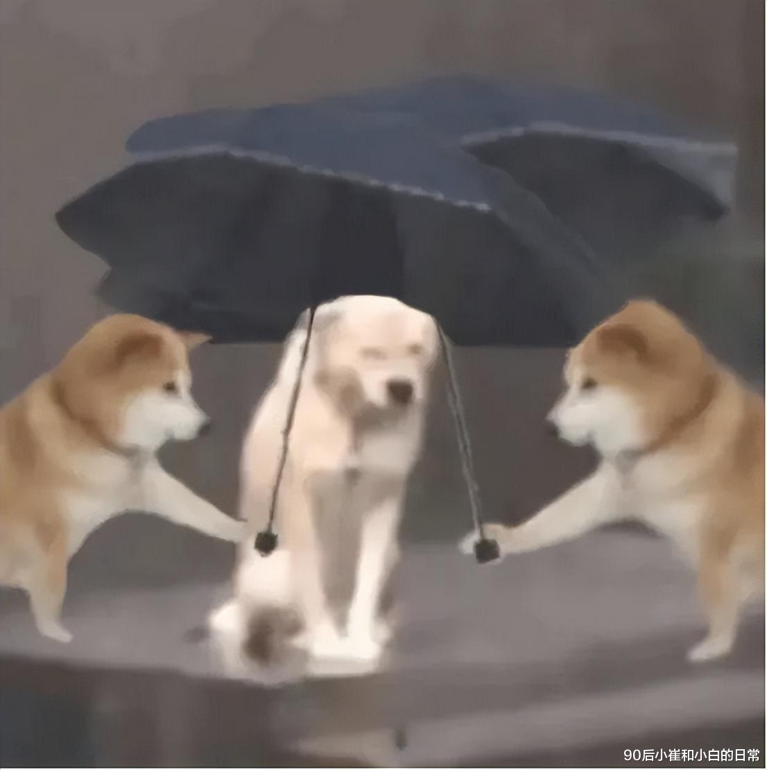 00后|00后老师开始撕伞了，到底是什么梗？网络谐音梗火遍网络，网友表示污染了语言环境