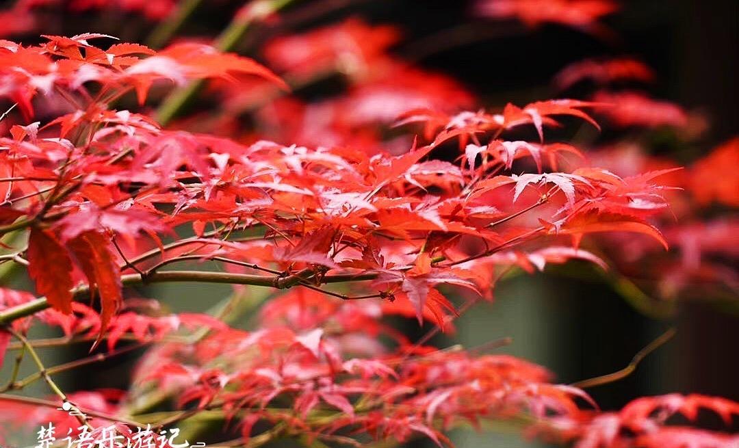 露营|位列江南四大名园之一，秋天成红枫欣赏胜地，南京这处园林太美了