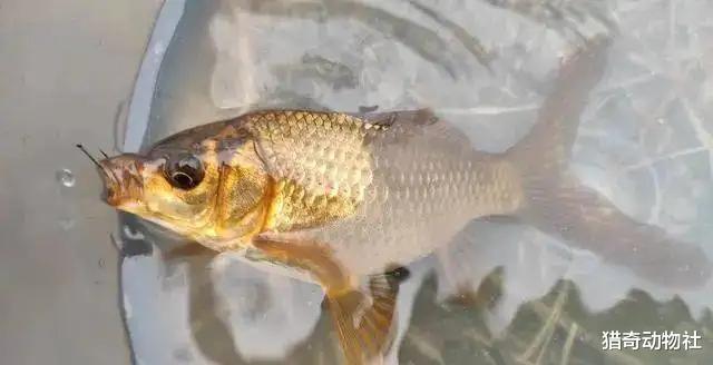 |“死鱼正口，收竿就走”有没有科学依据？