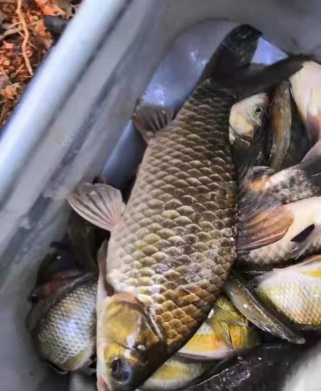 |仲春野钓鲫鱼思路浅谈，找草不是最优解，这种钓法渔获才好