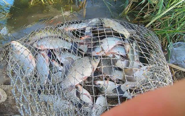 老板娘|我交了200元钓费钓4个小时的鱼,为啥我钓了差不多100斤的鱼不能带走了