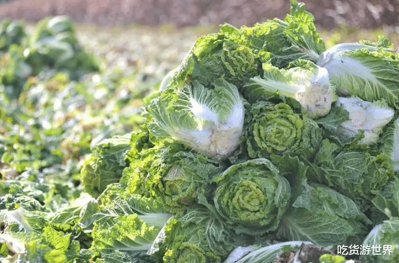 买白菜,选黄白菜还是绿白菜?区别很大别买错了,菜农:记住4点