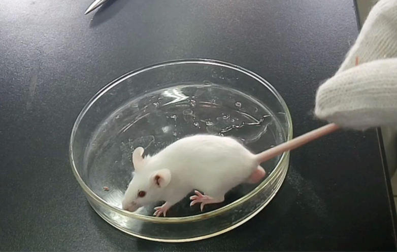 科学家为求“永生”,将350万年前的活细菌注射进体内,后来怎样