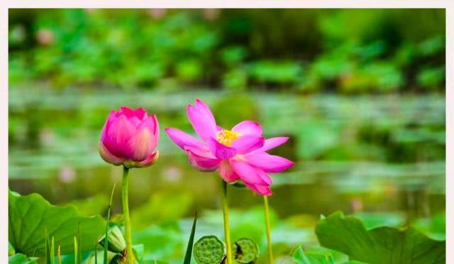 荷花|荷花才露尖尖角