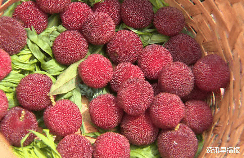 商品住房|苏州地产杨梅零星开采上市 价格与去年基本持平