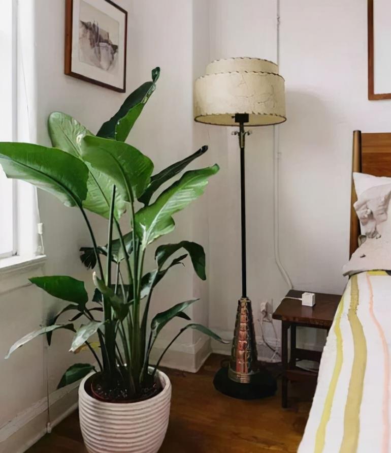 奶奶对我说，卧室别养7类花，仔细想一想，不是“迷信”是科学