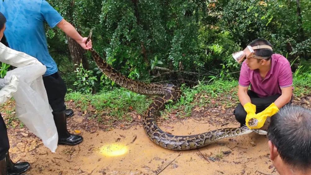 广东梅州发现70斤巨蟒，缠死山羊打算活吞，多人合力才将蛇制服