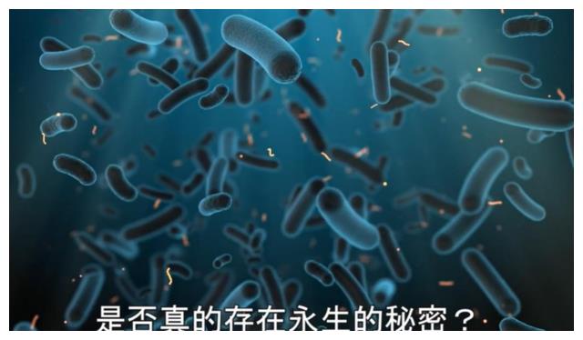 俄罗斯科学家为求永生,注射350万年前“猛犸象细菌”,能实现吗