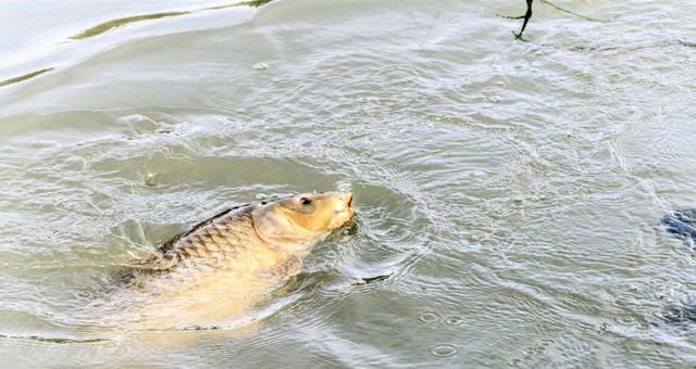 钓浮|钓鲤鱼什么时候可以钓浮?钓鲤鱼钓浮,与其他钓浮又有什么不同?