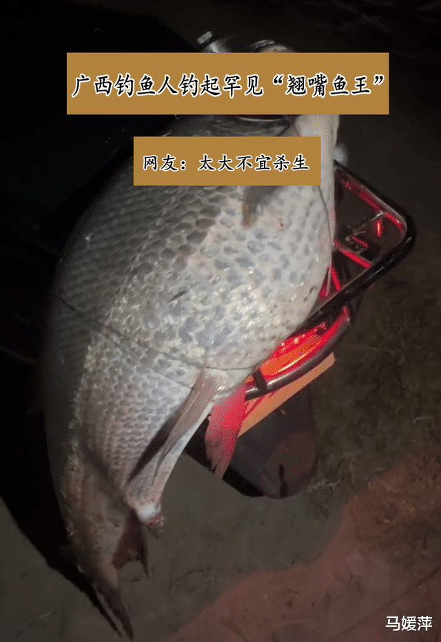 西江|28斤西江“翘嘴鱼王”被人钓起,网友:这鱼搞不好比我年龄都大