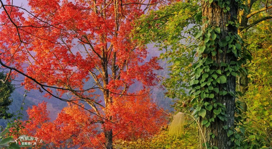 浙江省|你好，十二月！共赏冬酿的时光！| 广西旅游年卡