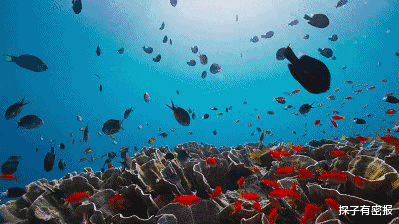 每年被吃掉3亿吨，南极磷虾会被吃完吗？动物学家称为地球BUG