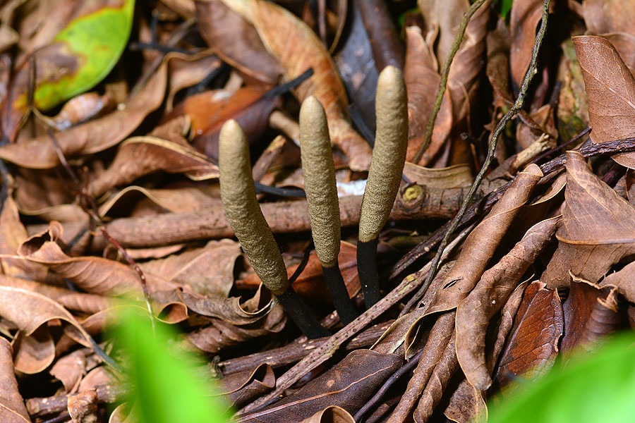明明价比黄金!长在白蚁巢穴里的菌类,挖到的人为何不愿意卖?