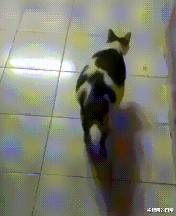 成龙|成龙与空姐合影惹争议，被曝索要女方电话住址，隔天送上签名礼物