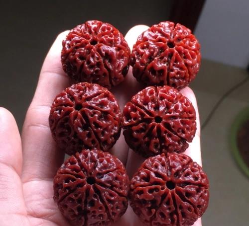 金刚菩提|玩金刚菩提,这七个问题,你必须先搞清楚!