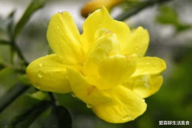 油菜花|3月，吃肉不如吃这6朵花，香味四溢沁人心脾，女性常吃，对身体好