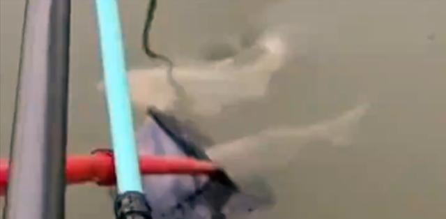 运动服|罕见!湖北一男子野钓一无所获,两条大鱼却自己游到了他的身边